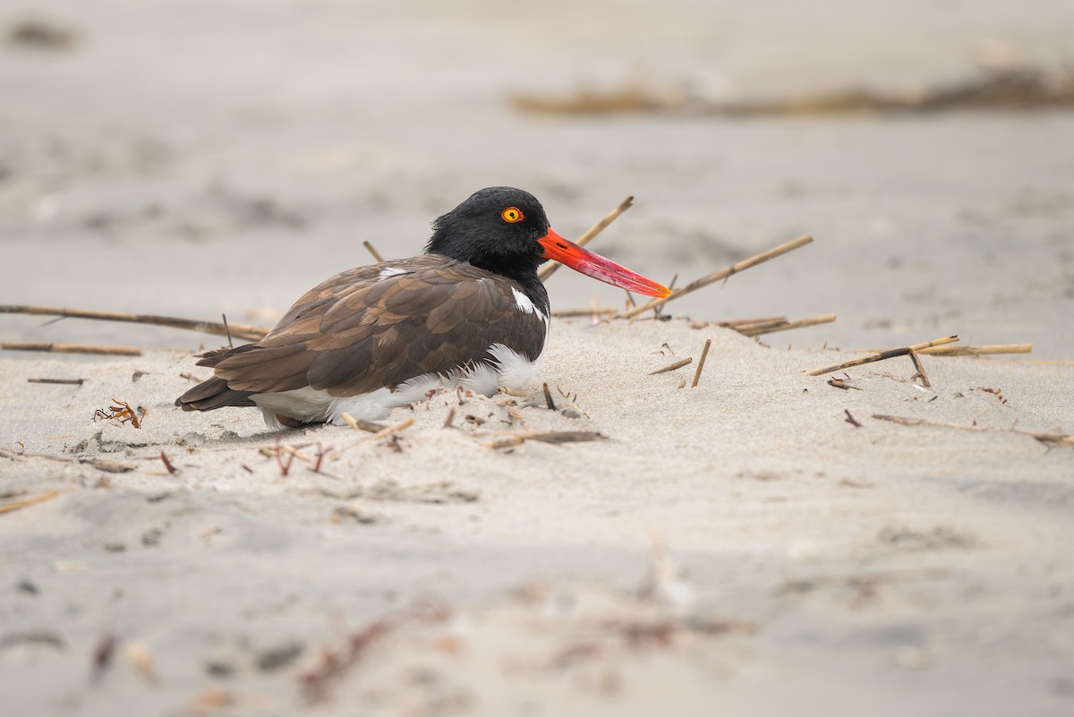 American Oystercatcher - ML643486799