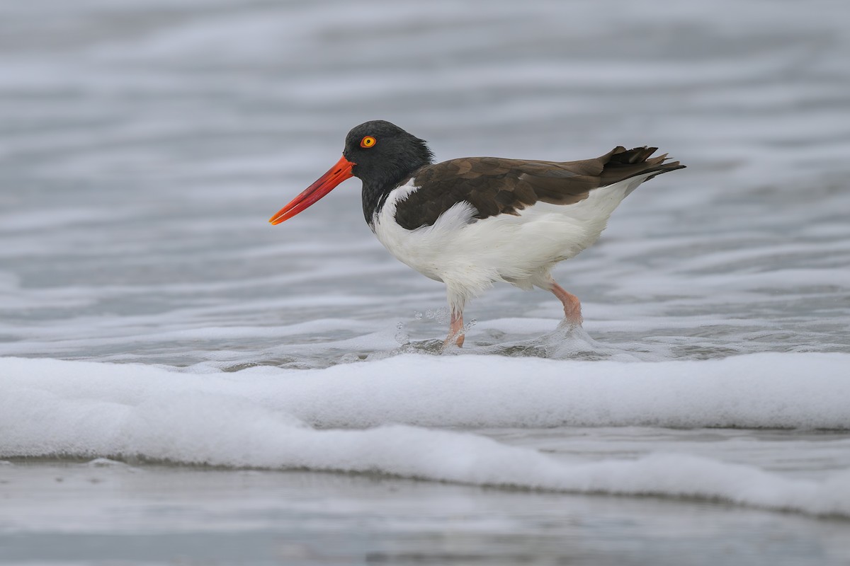 American Oystercatcher - ML643486810
