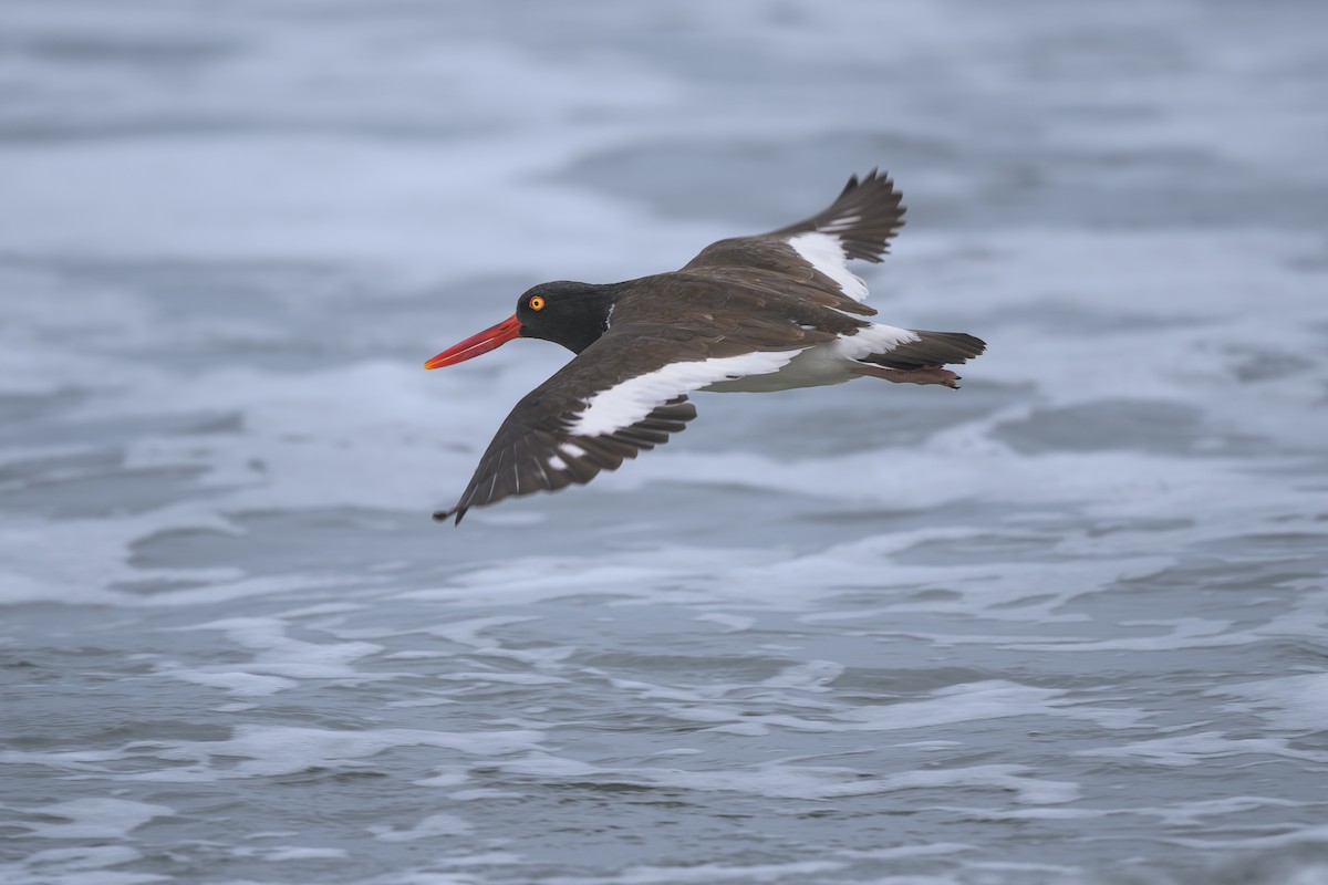 American Oystercatcher - ML643486830