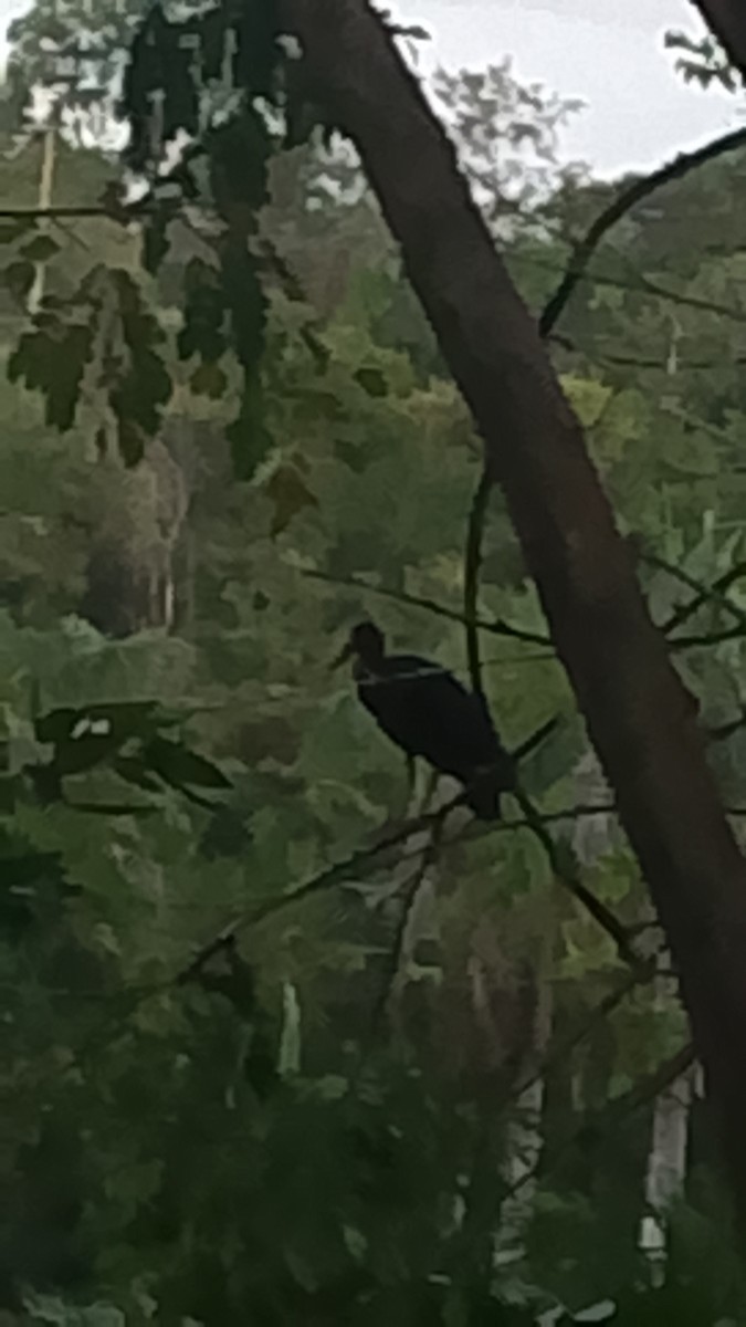 Bare-faced Ibis - ML643486832
