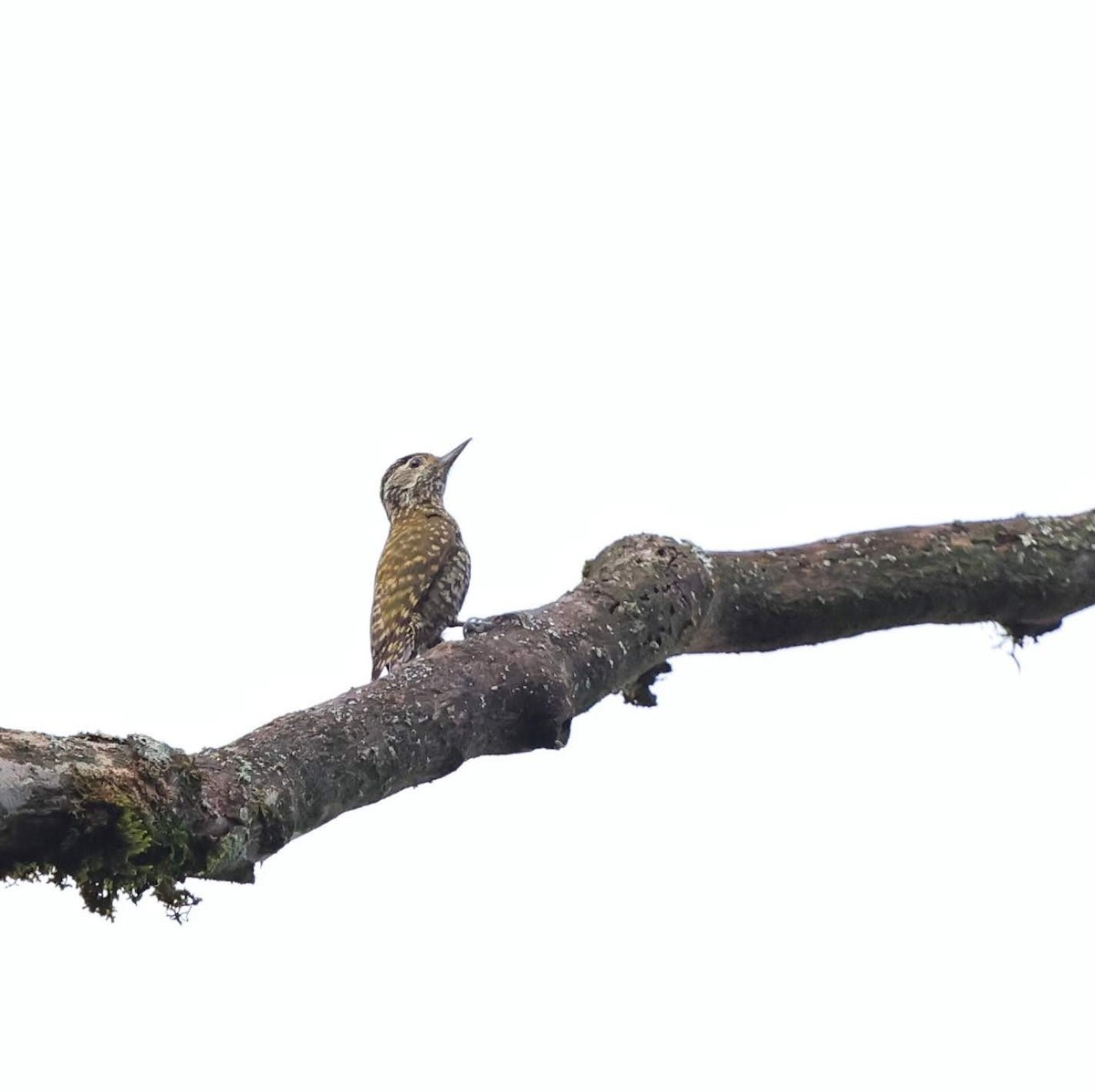 White-spotted Woodpecker - ML643486844