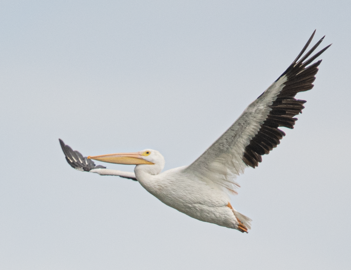 American White Pelican - ML643486895