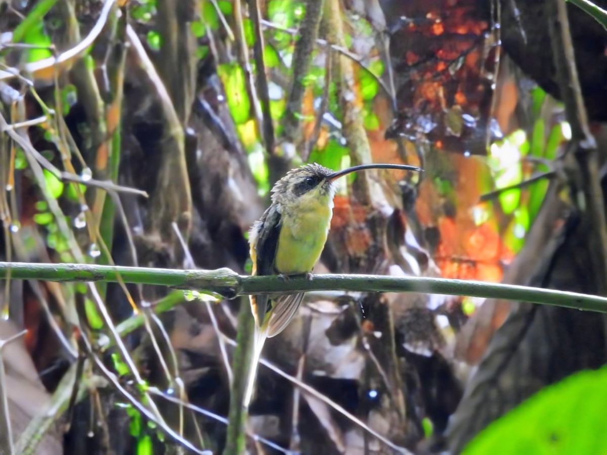 Tawny-bellied Hermit - ML643486906