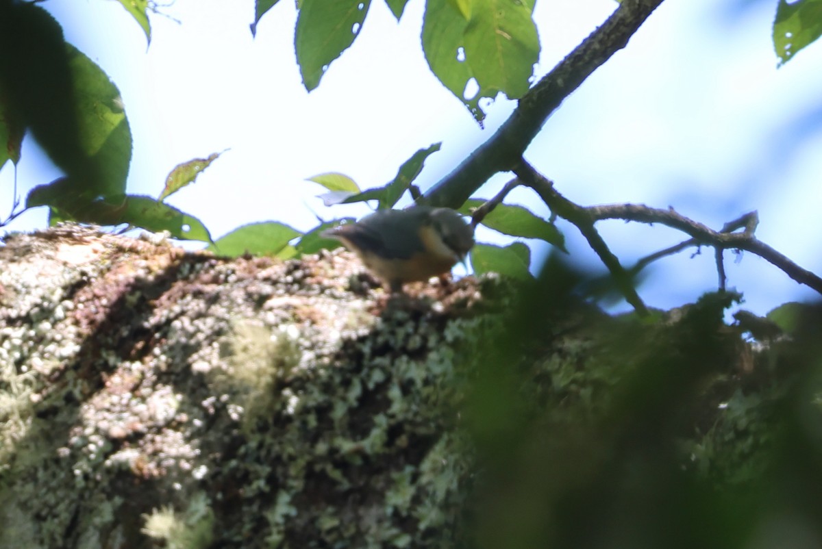Garrapo eurasiarra - ML643486910