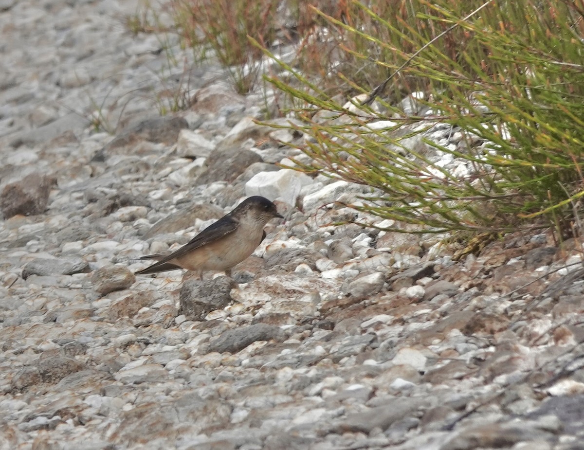 Hirondelle des arbres - ML643486911