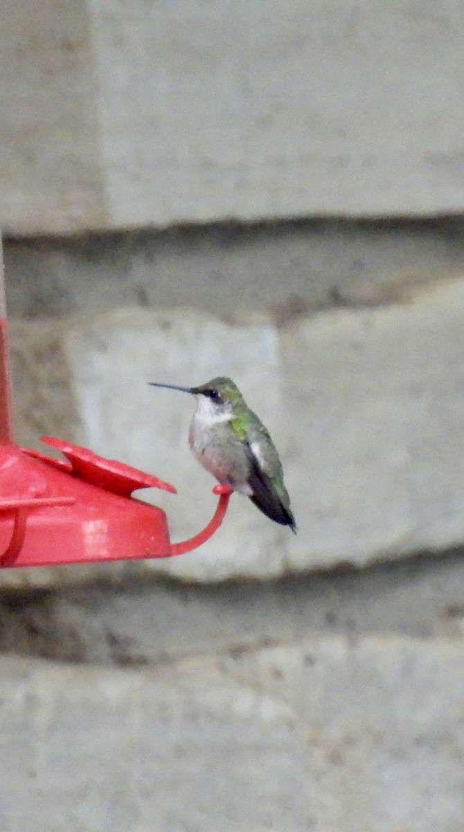 Ruby-throated Hummingbird - ML643486931