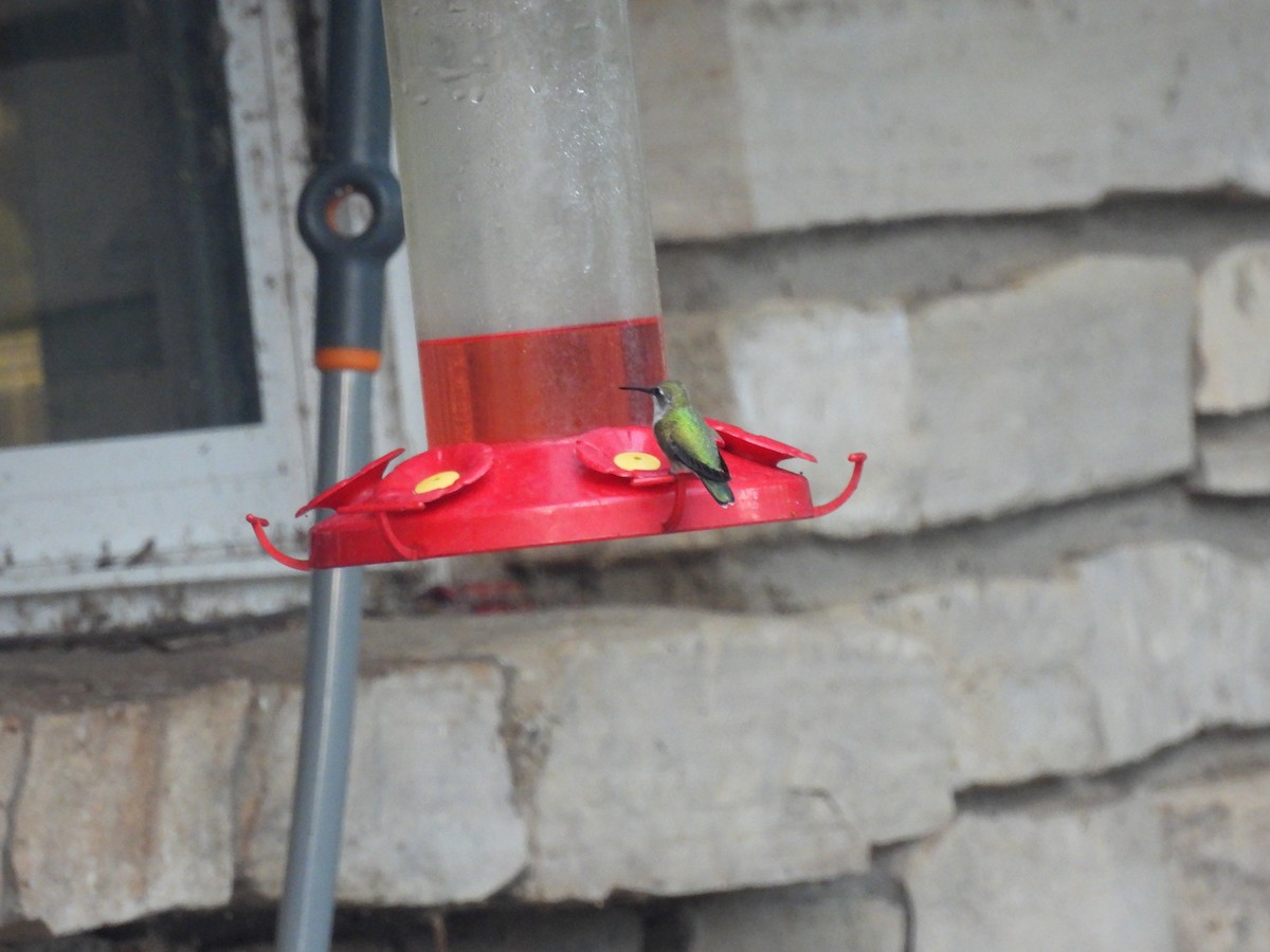 Ruby-throated Hummingbird - ML643486933