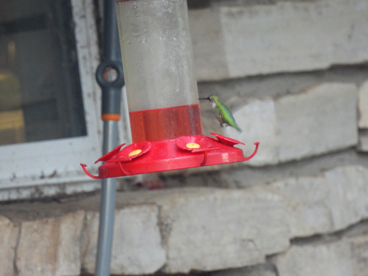 Ruby-throated Hummingbird - ML643486934