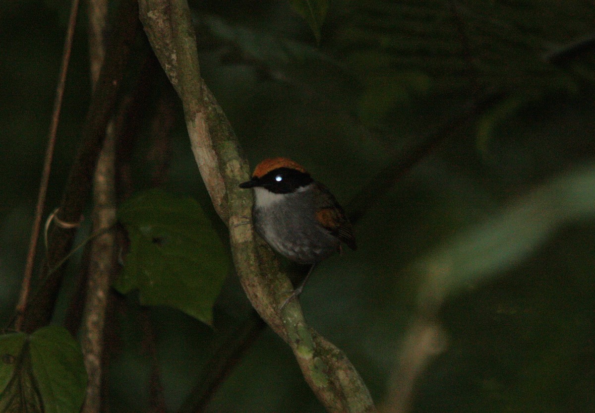Black-cheeked Gnateater - ML643486940
