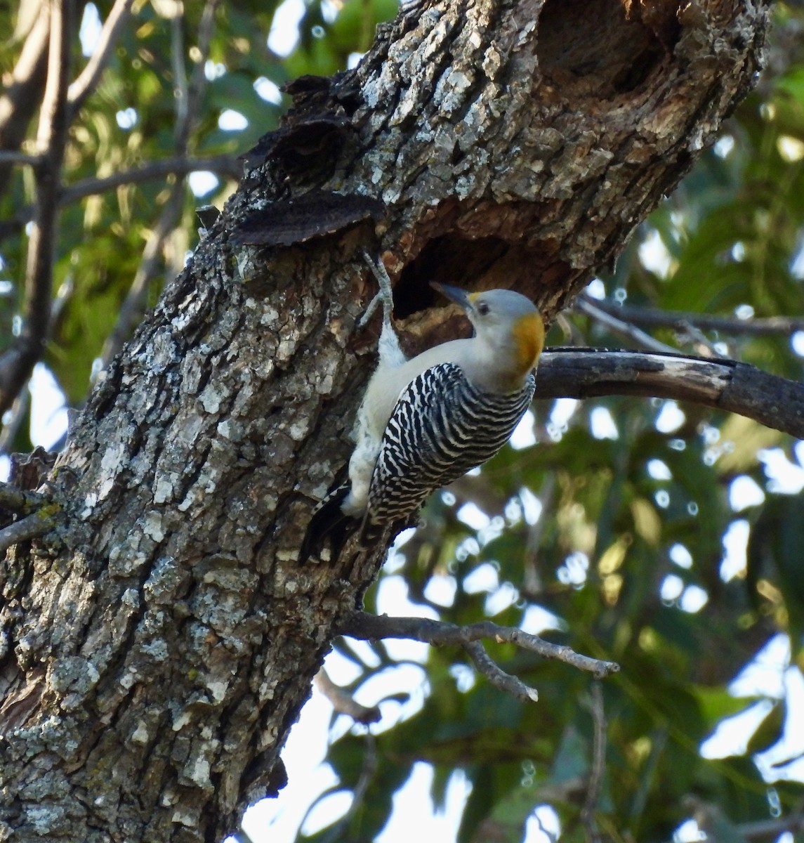 Golden-fronted Woodpecker - ML643486944