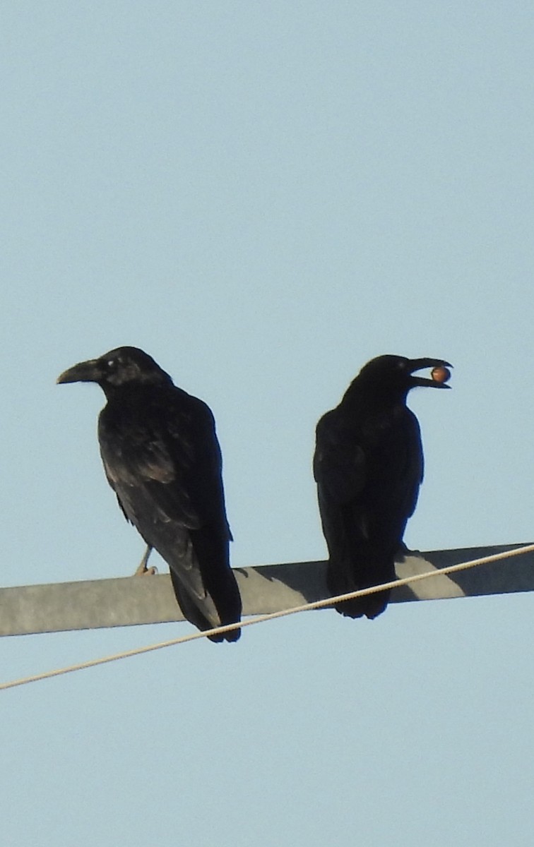 Common Raven - ML643486954