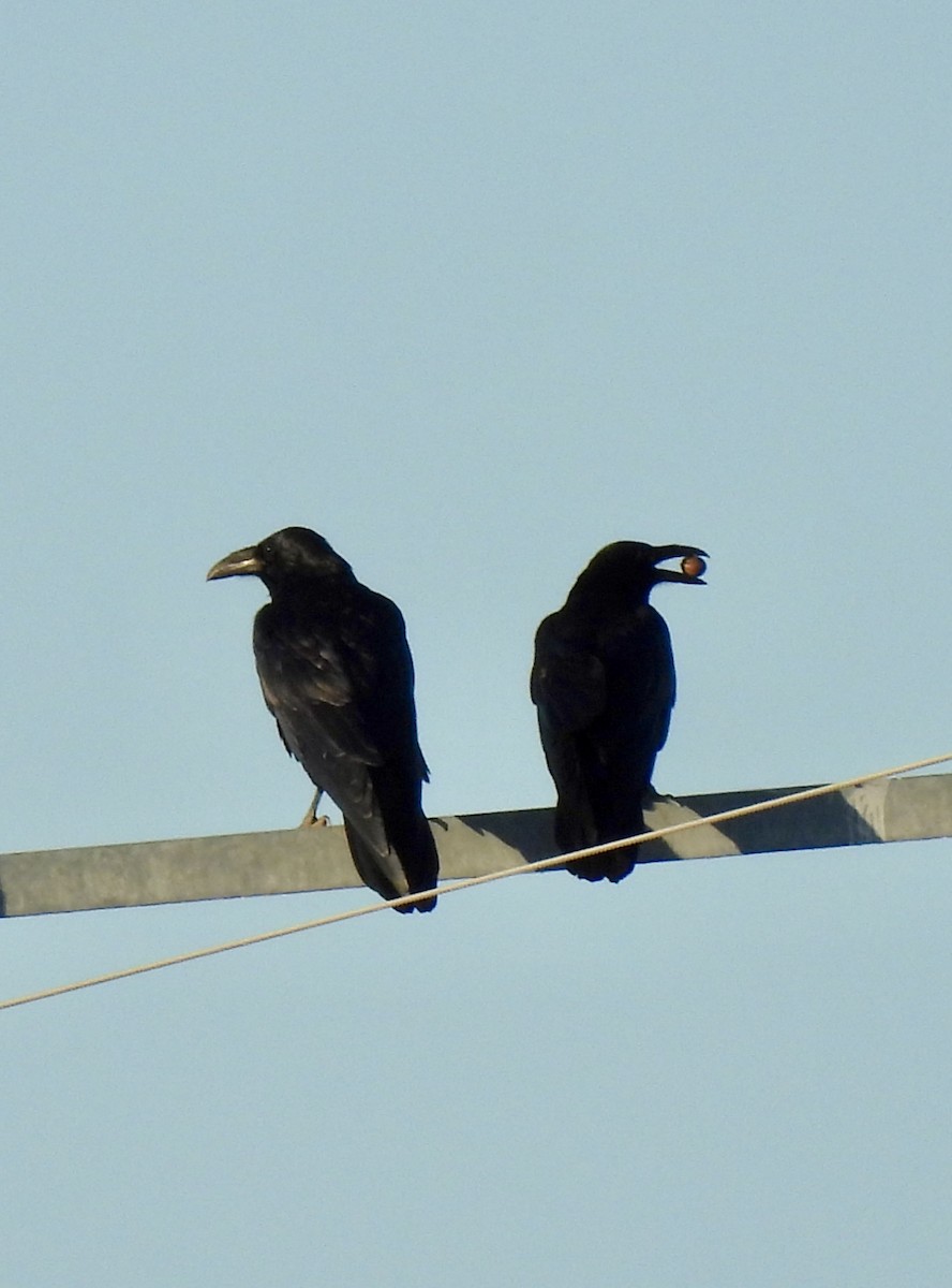 Common Raven - ML643486955