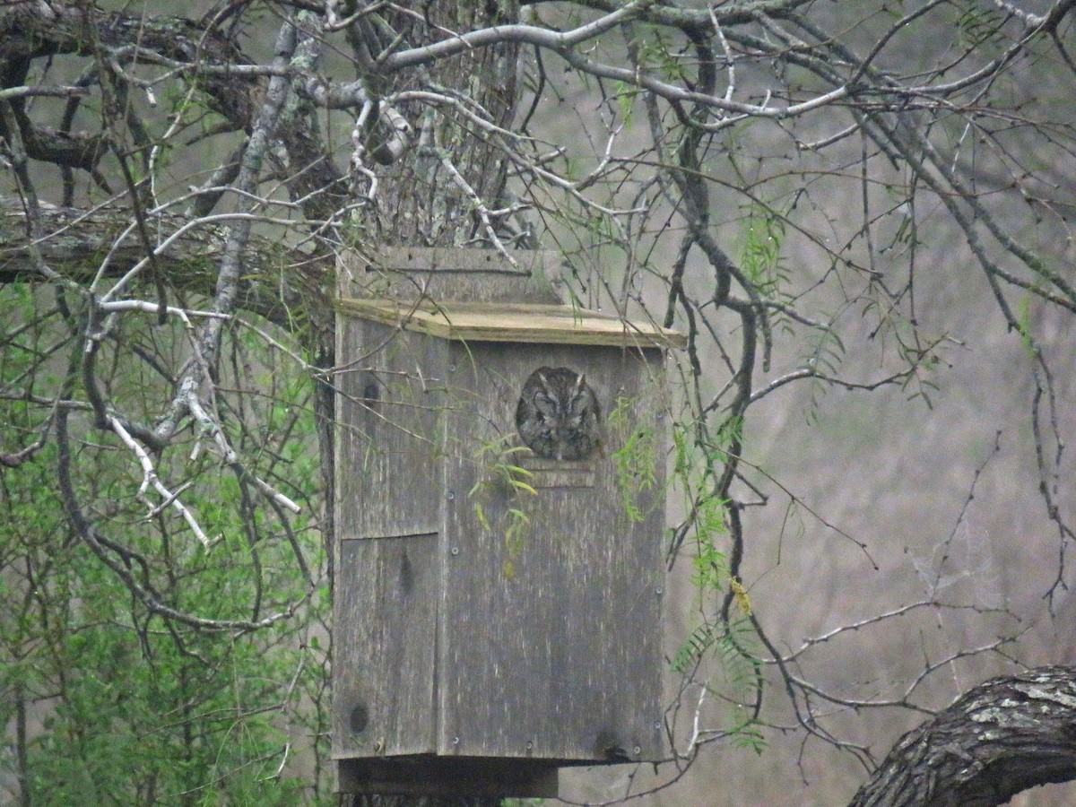 Eastern Screech-Owl - ML643486961