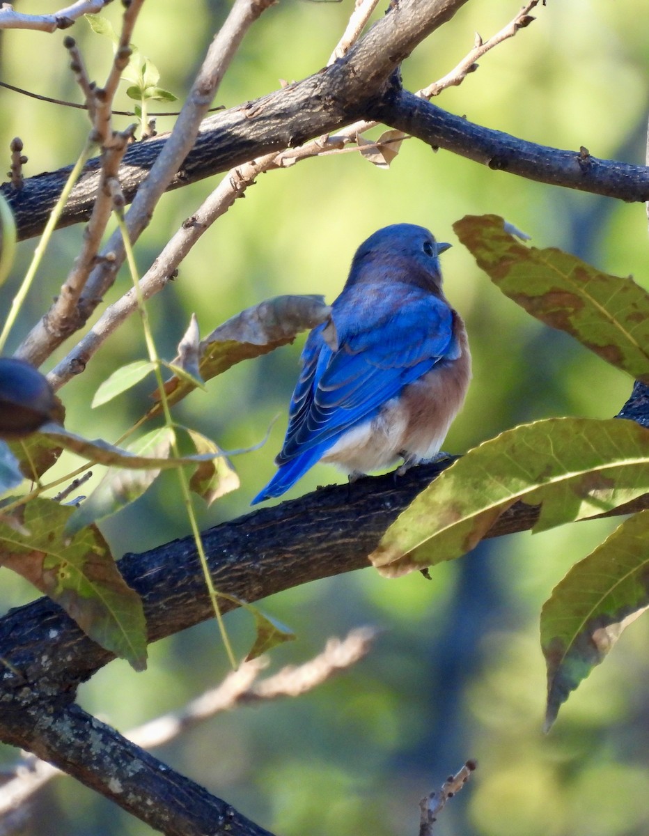 Eastern Bluebird - ML643486963