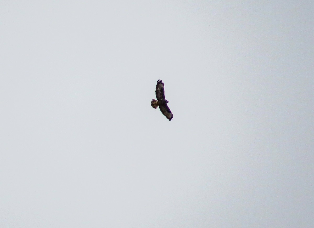 Common Buzzard - ML643486964