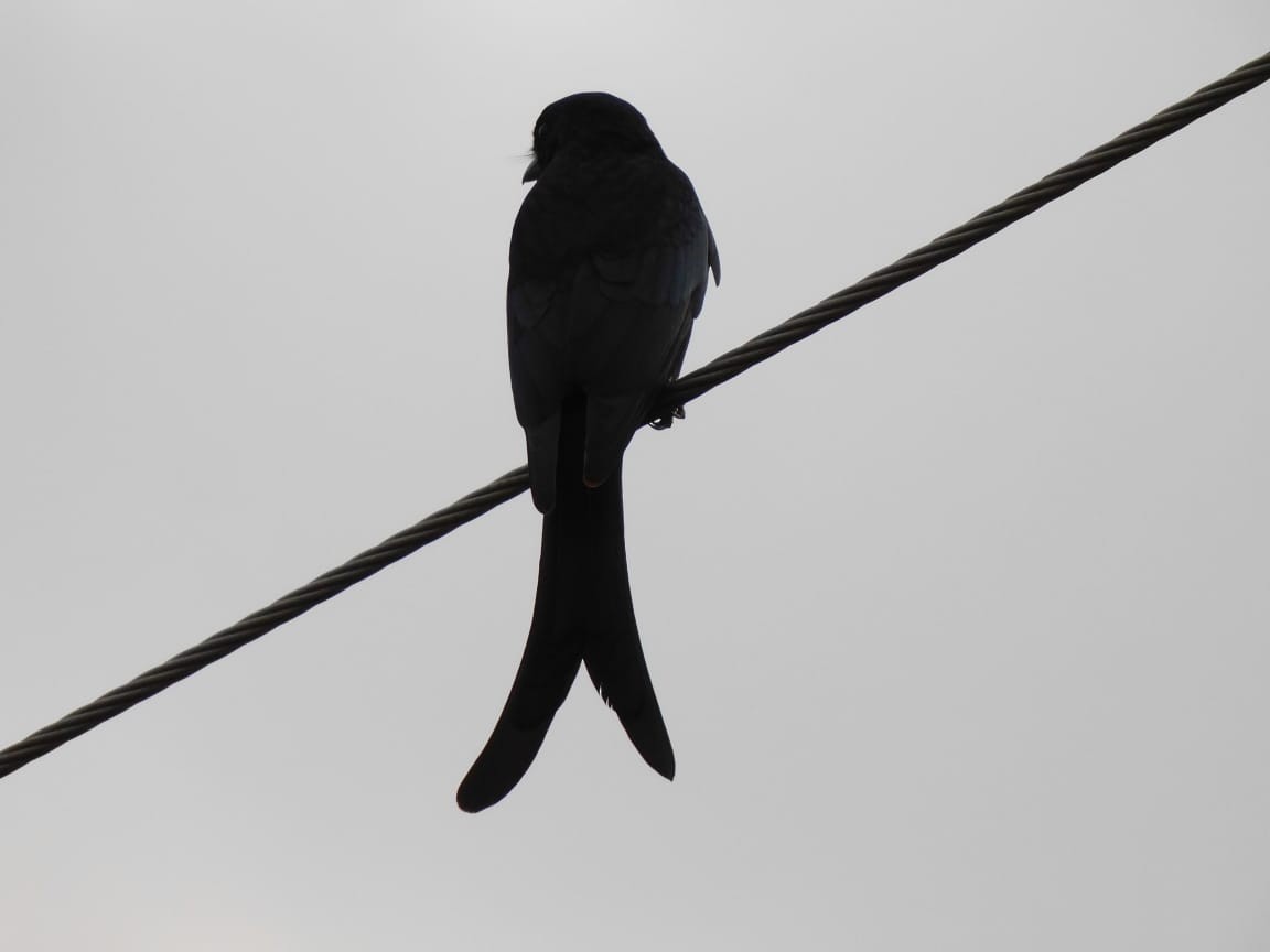 Königsdrongo - ML643486973