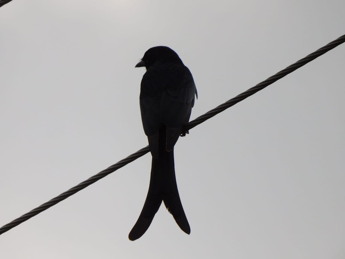 Königsdrongo - ML643486974