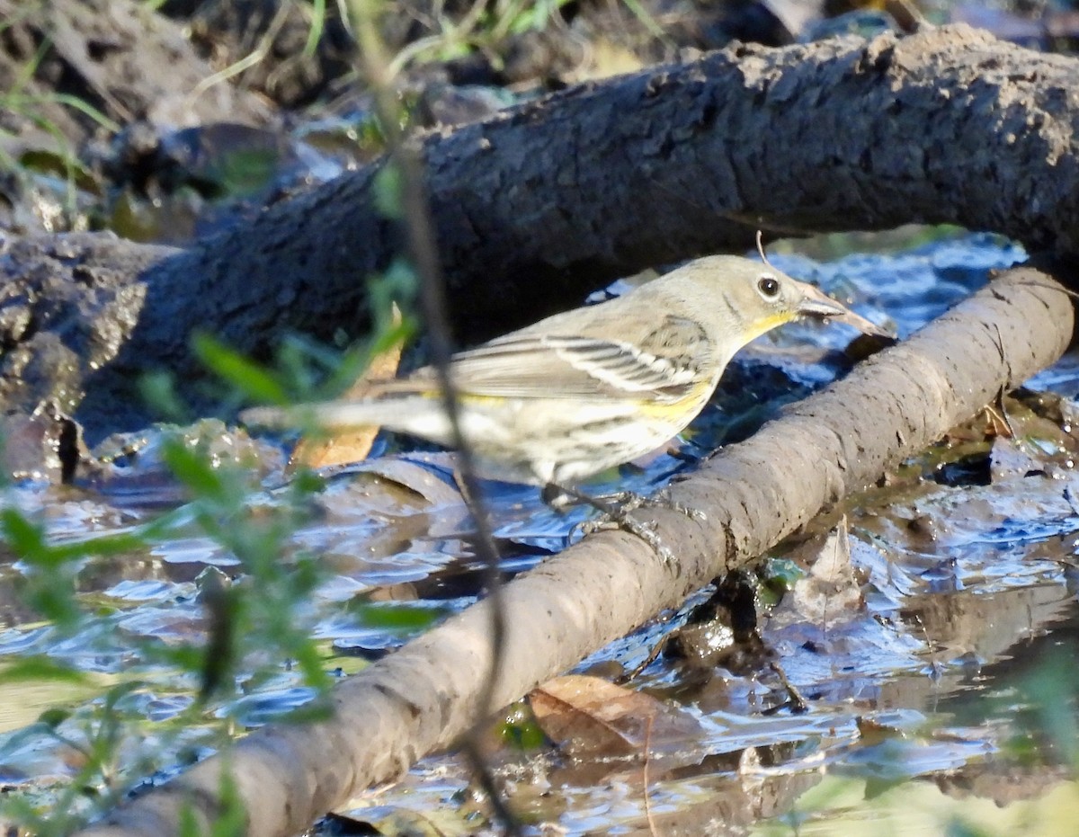 Yellow-rumped Warbler - ML643486976