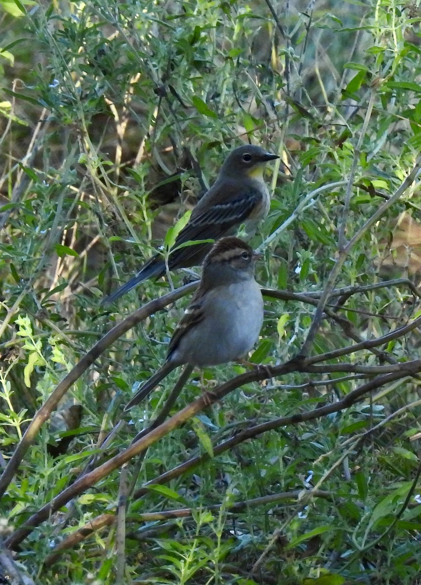 Yellow-rumped Warbler - ML643486977