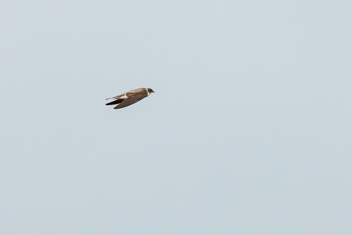 Bank Swallow - ML643486978