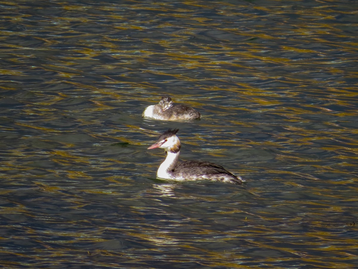 Great Crested Grebe - ML643486980