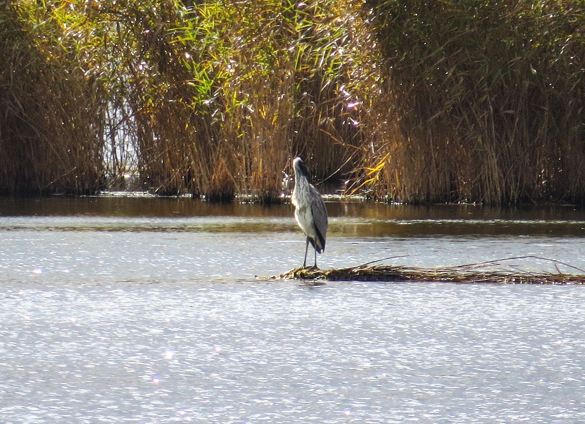 Gray Heron - ML643486993