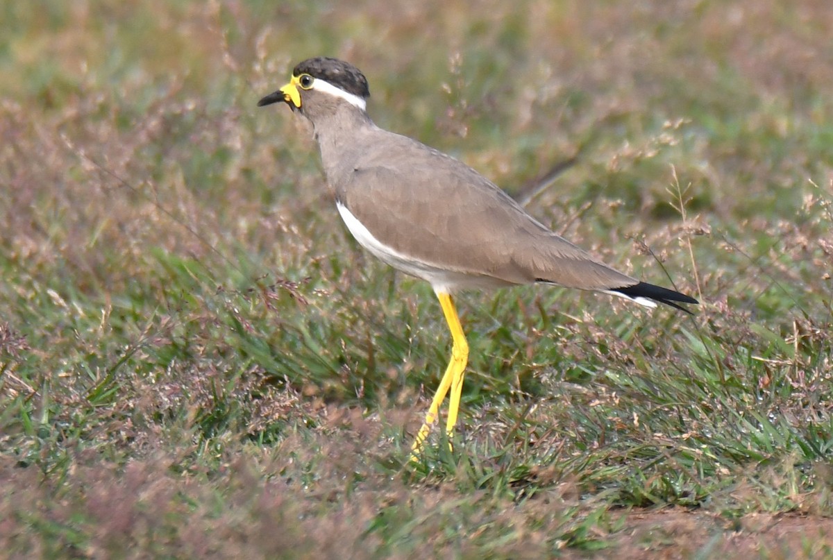Yellow-wattled Lapwing - ML643487000