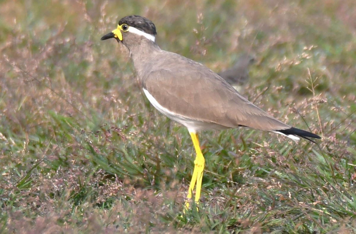 Yellow-wattled Lapwing - ML643487012