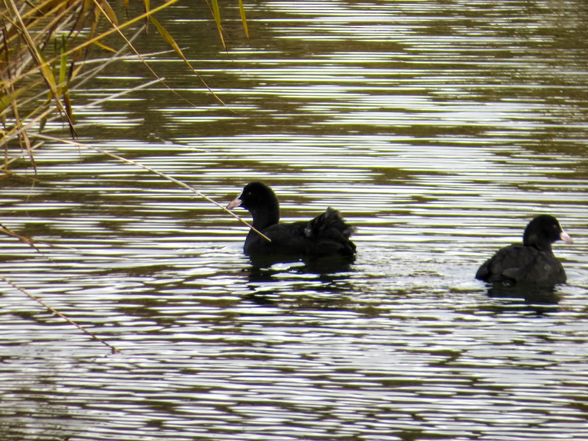 Eurasian Coot - ML643487014