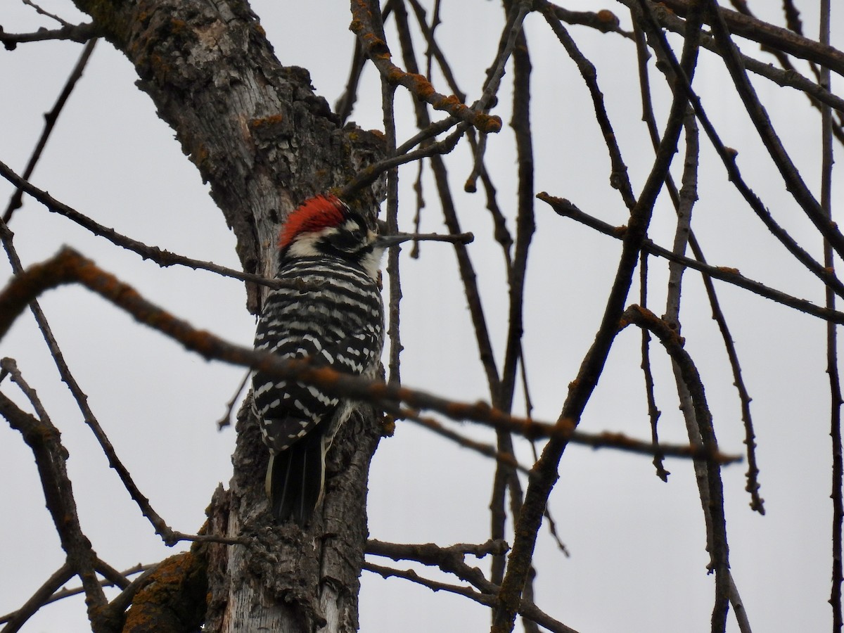 Nuttall's Woodpecker - ML643487020