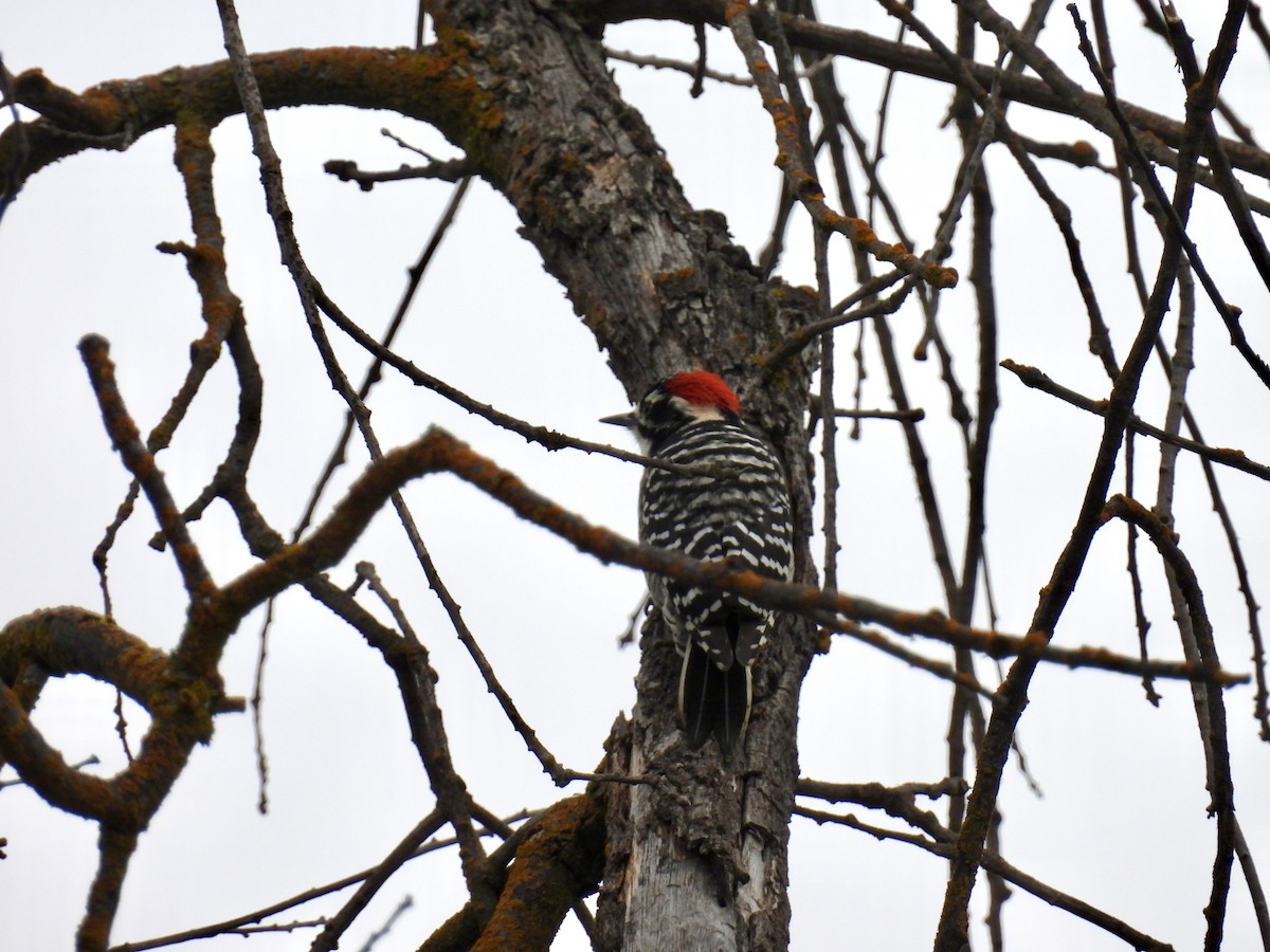 Nuttall's Woodpecker - ML643487021