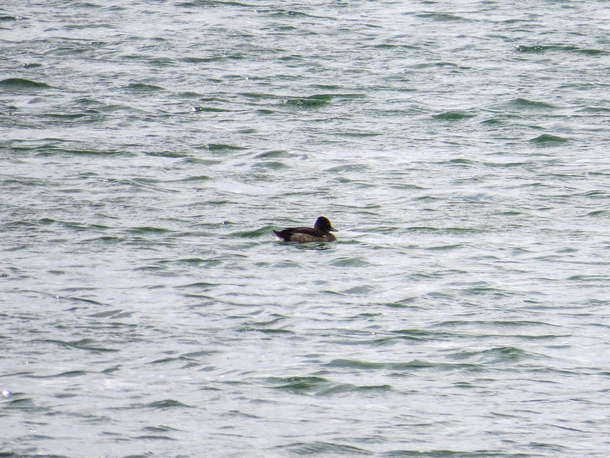 Tufted Duck - ML643487022
