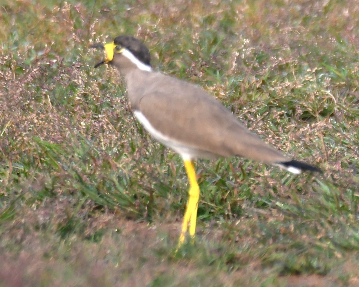 Yellow-wattled Lapwing - ML643487029