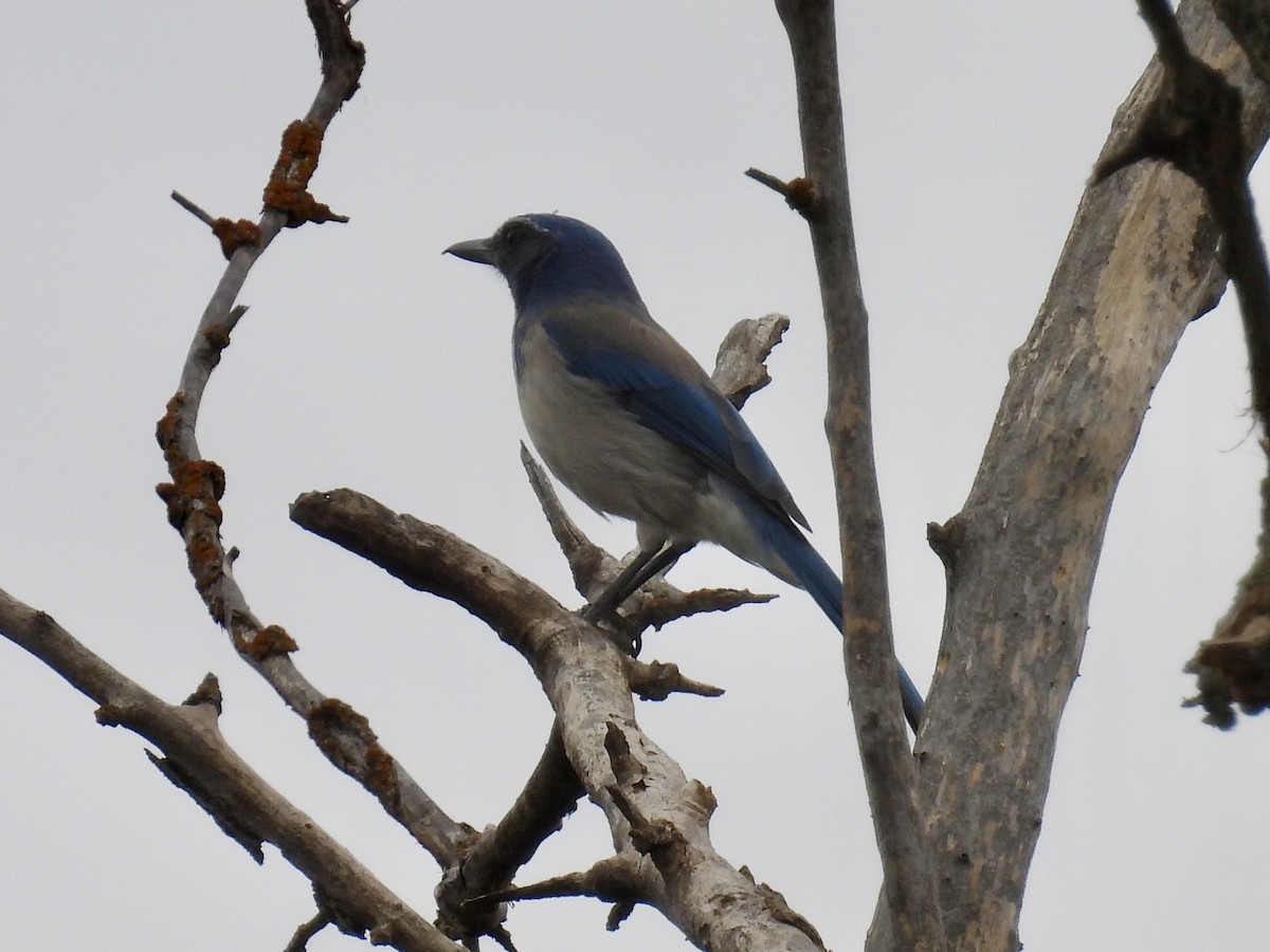California Scrub-Jay - ML643487030