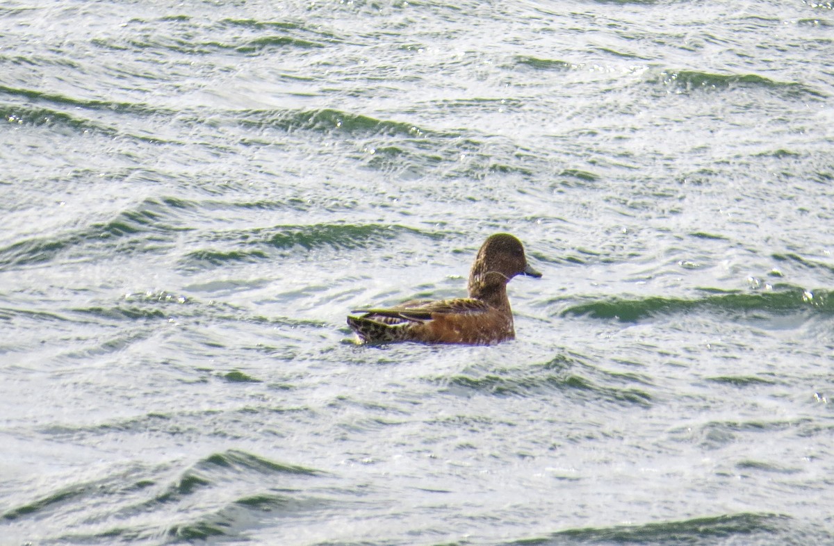 Eurasian Wigeon - ML643487031