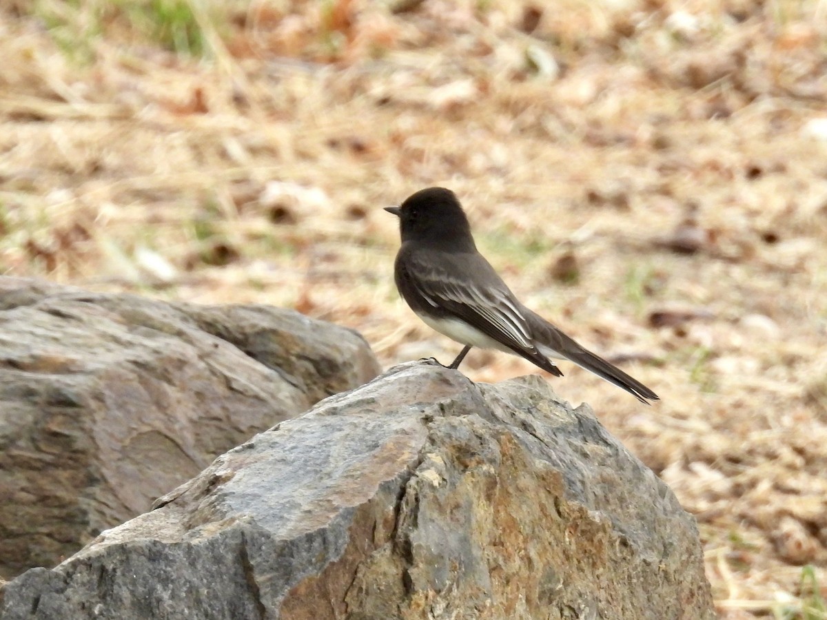 Black Phoebe - ML643487036