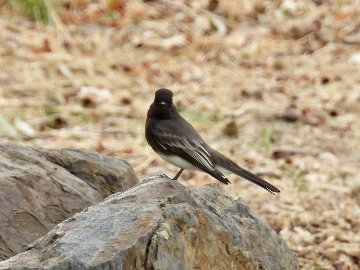 Black Phoebe - ML643487037