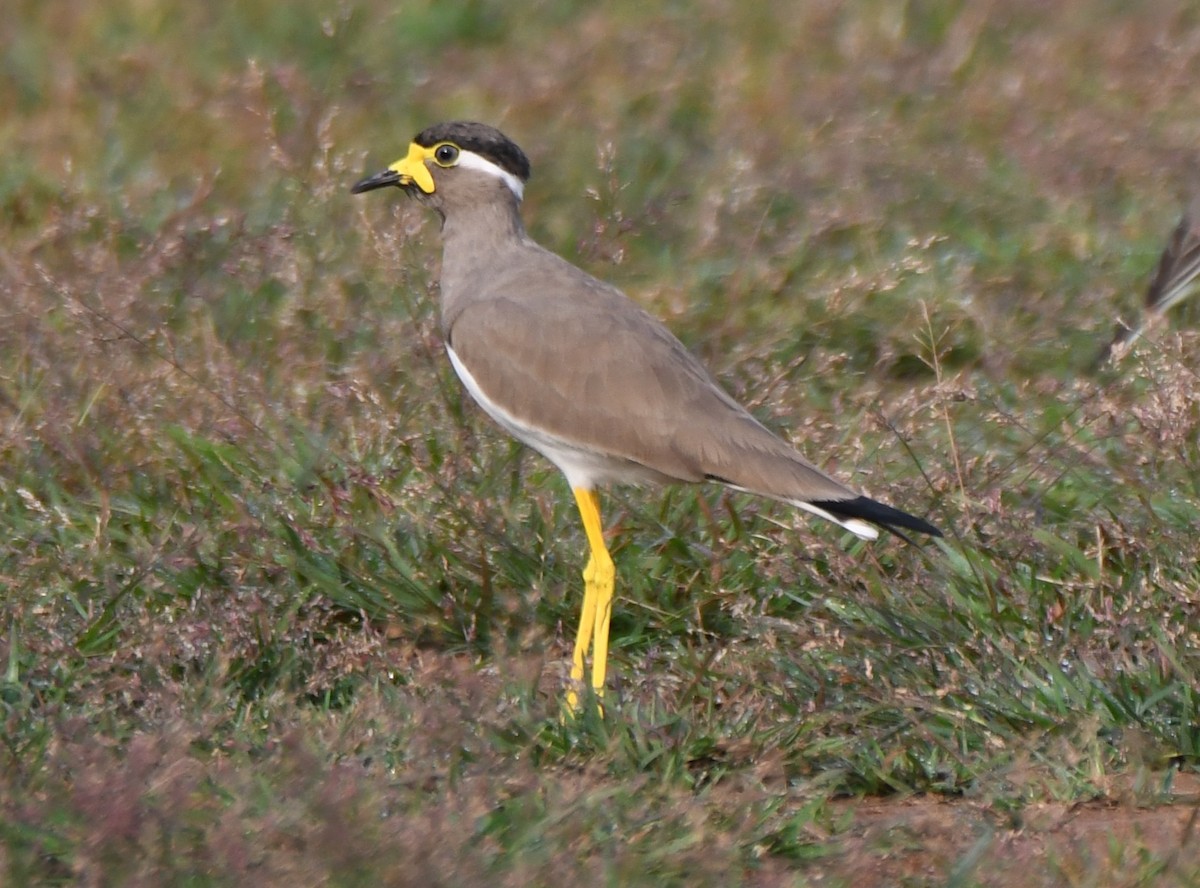 Yellow-wattled Lapwing - ML643487040