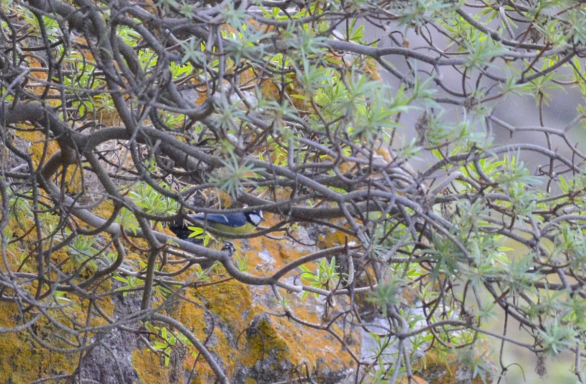 African Blue Tit - ML643487042