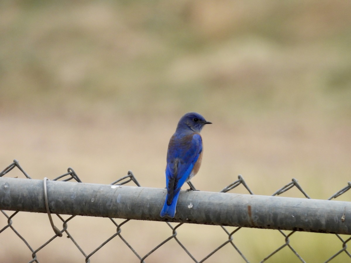 Western Bluebird - ML643487044