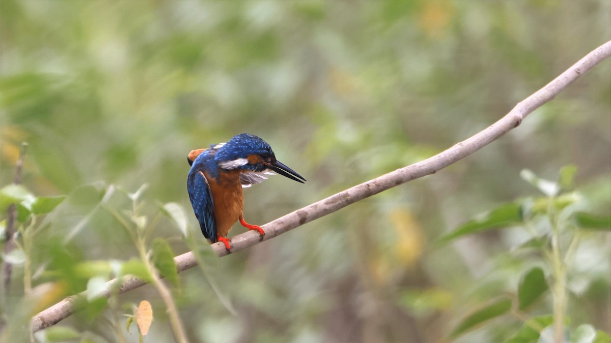 翠鳥 - ML643487046