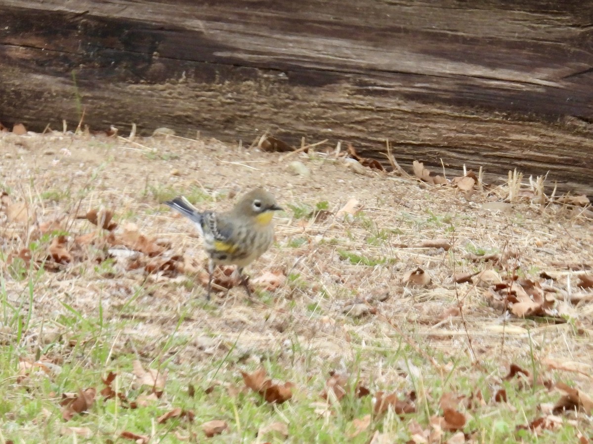 Yellow-rumped Warbler - ML643487052