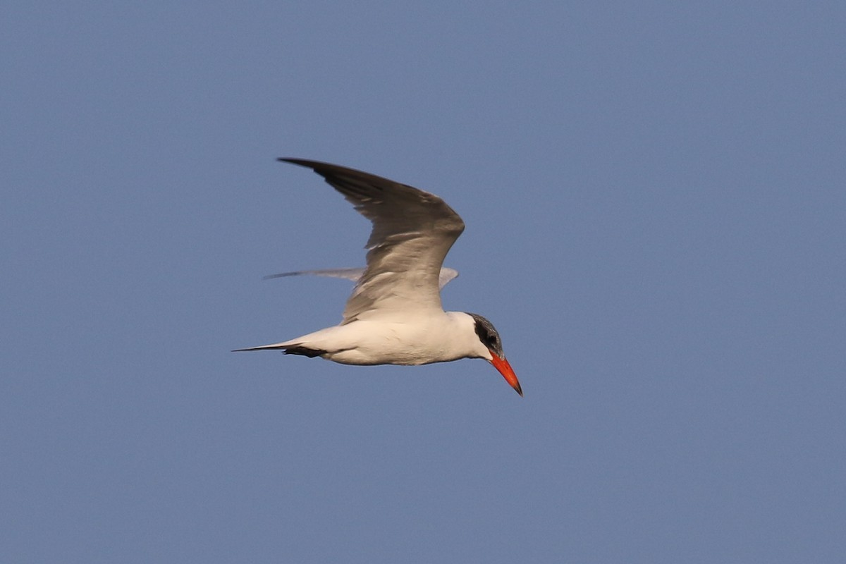 裏海燕鷗 - ML643487053