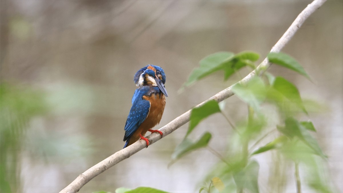翠鳥 - ML643487055
