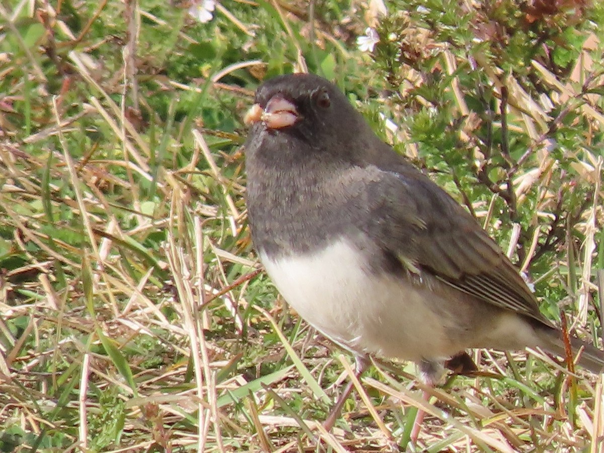 Dark-eyed Junco - ML643487059