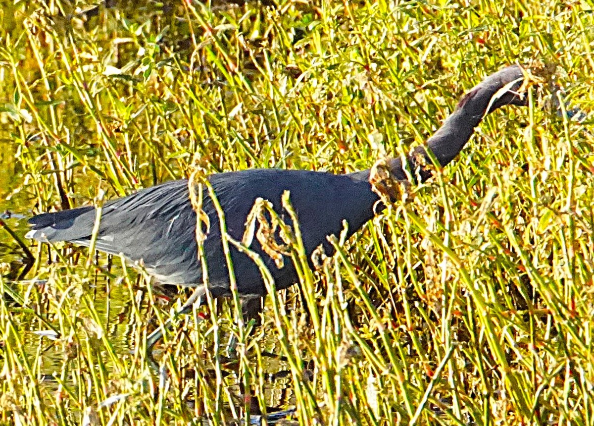 Little Blue Heron - ML643487060
