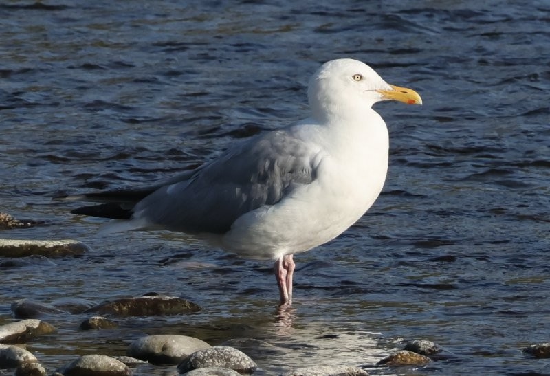 American Herring Gull - ML643487062