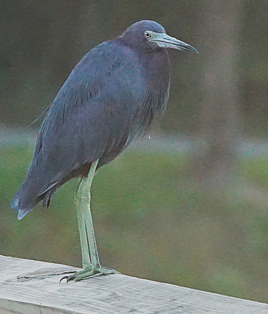 Little Blue Heron - ML643487063