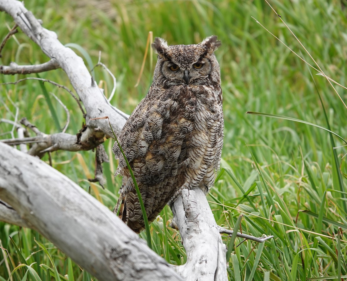 Great Horned Owl - ML643487065
