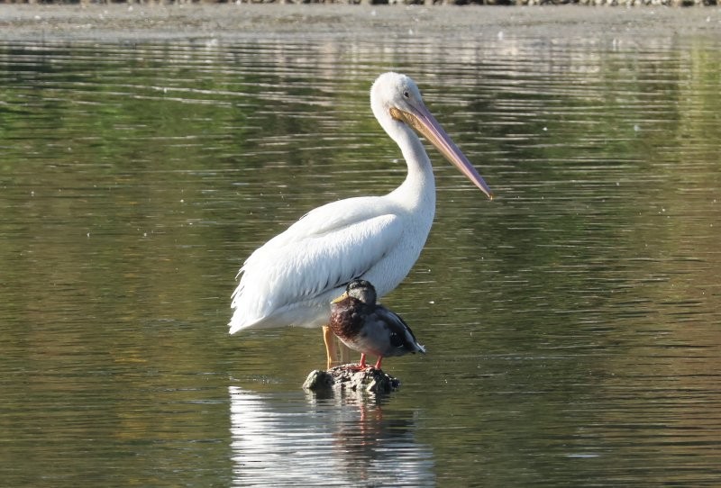 American White Pelican - ML643487071